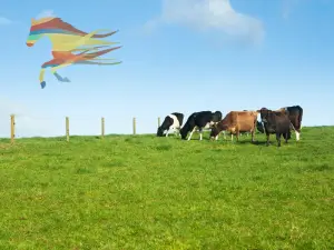Dairy Farm Diversification