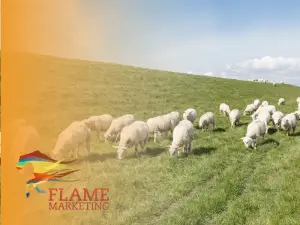 lamb marketing