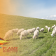 lamb marketing