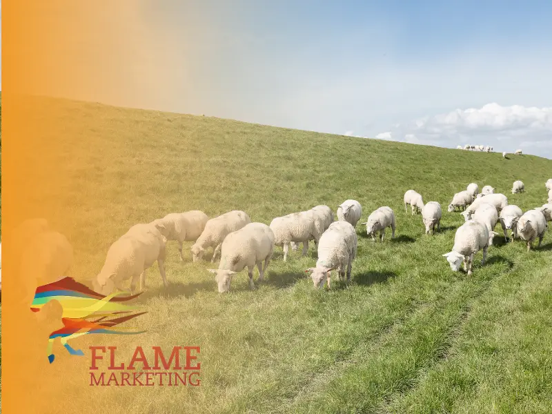lamb marketing
