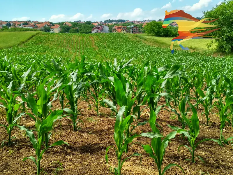 sustainability in farm marketing and how it relates to the Elm Scheme