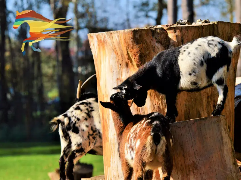 Agritourism, farm parks and branding