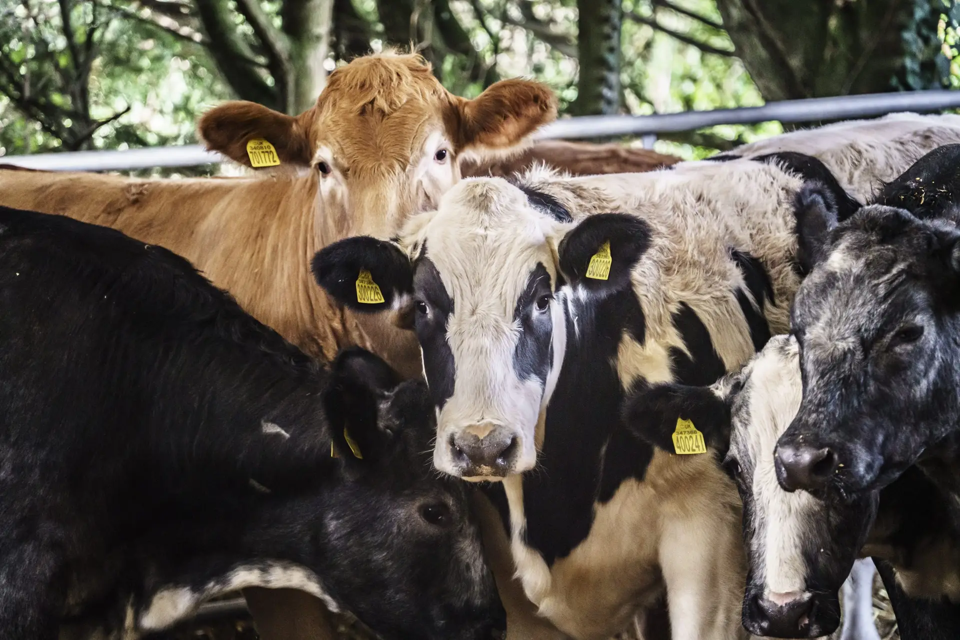 Farm marketing