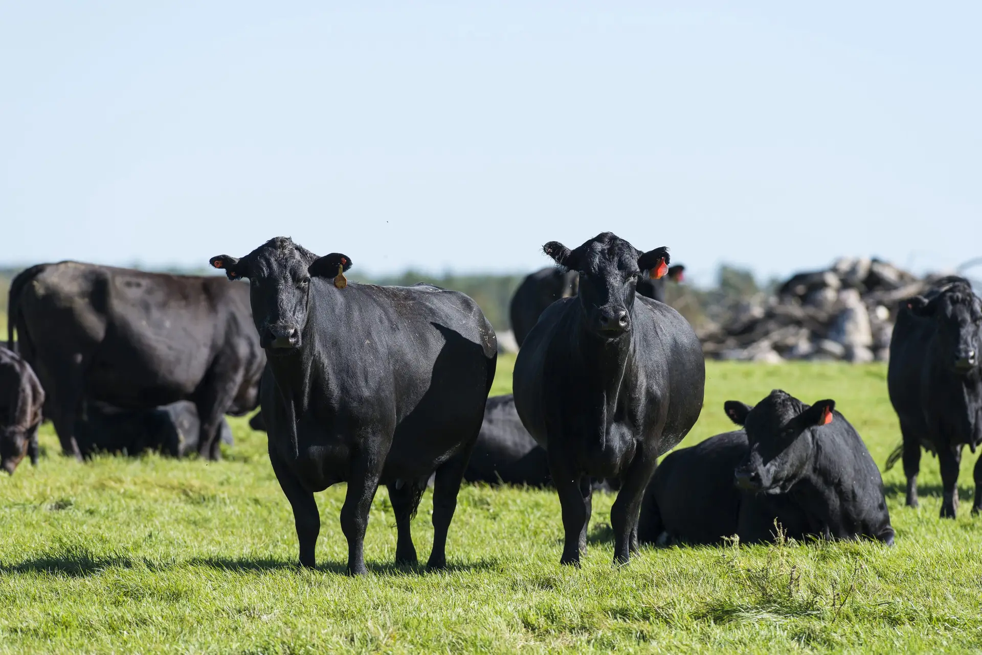 Beef Farm