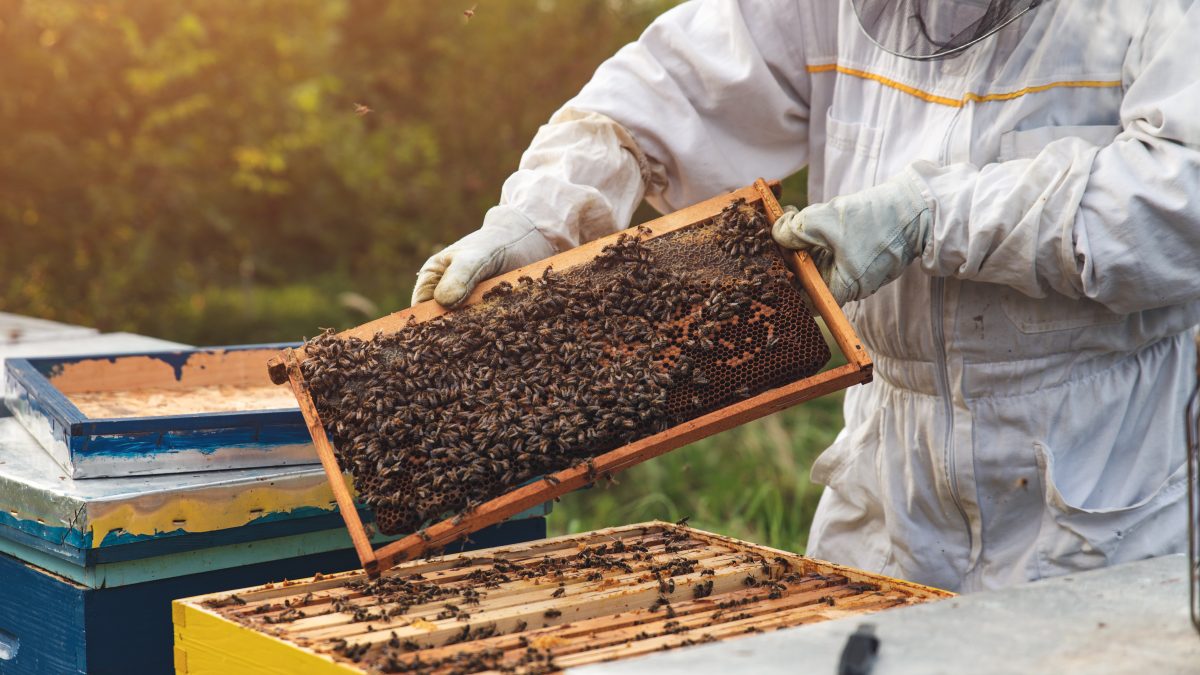 educational farm diversification honey farming