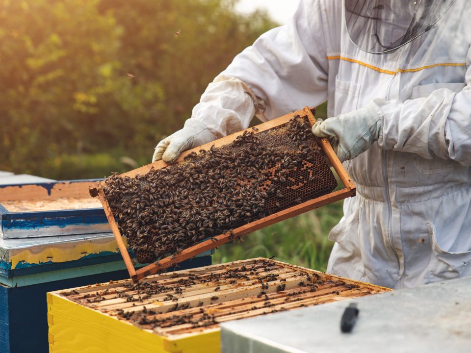 educational farm diversification honey farming