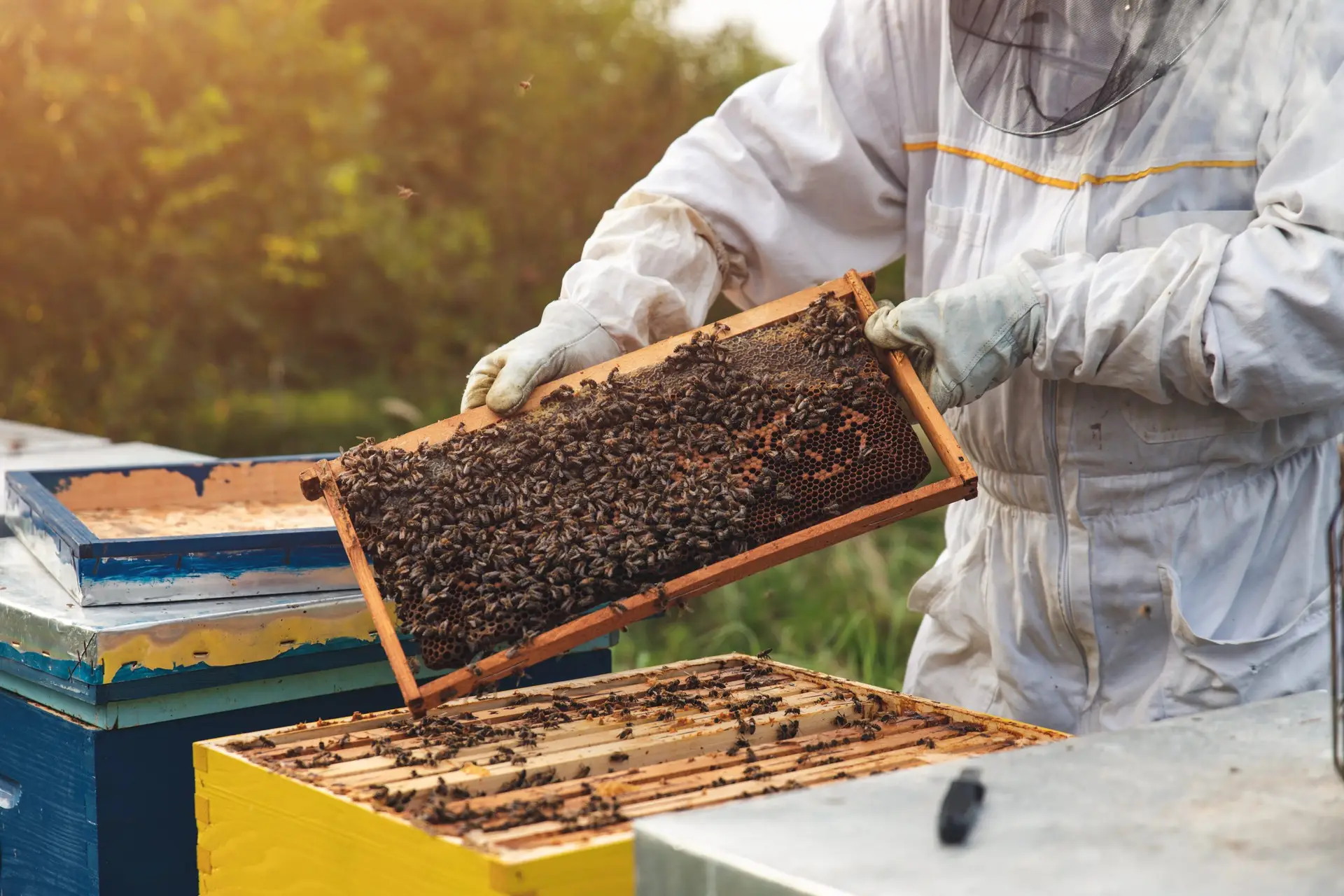 educational farm diversification honey farming