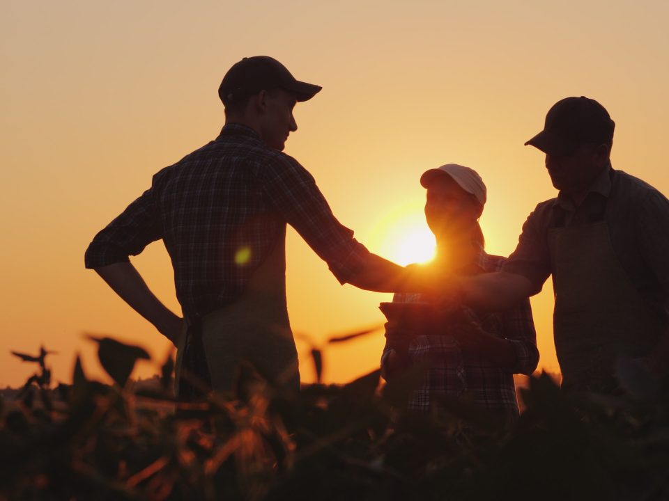 SEO for farm diversification