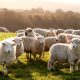 email marketing for meat box businesses, sheep or lamb meat boxes