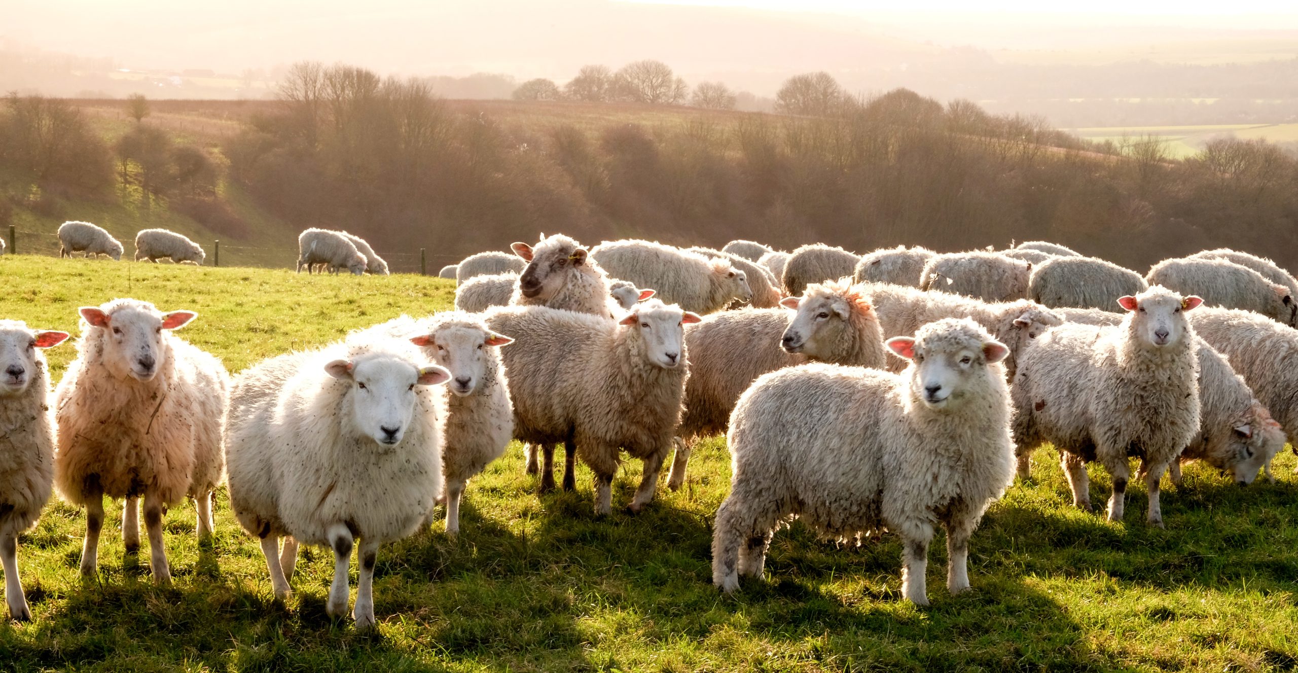 email marketing for meat box businesses, sheep or lamb meat boxes