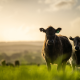 online communities for farm brands