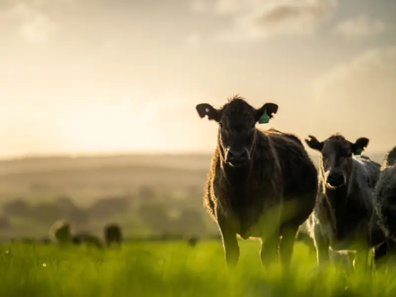 online communities for farm brands