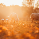 Seasonal Farm events and social media marketing