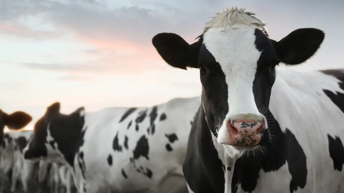 Customer Loyalty Programmes for your farm diversification