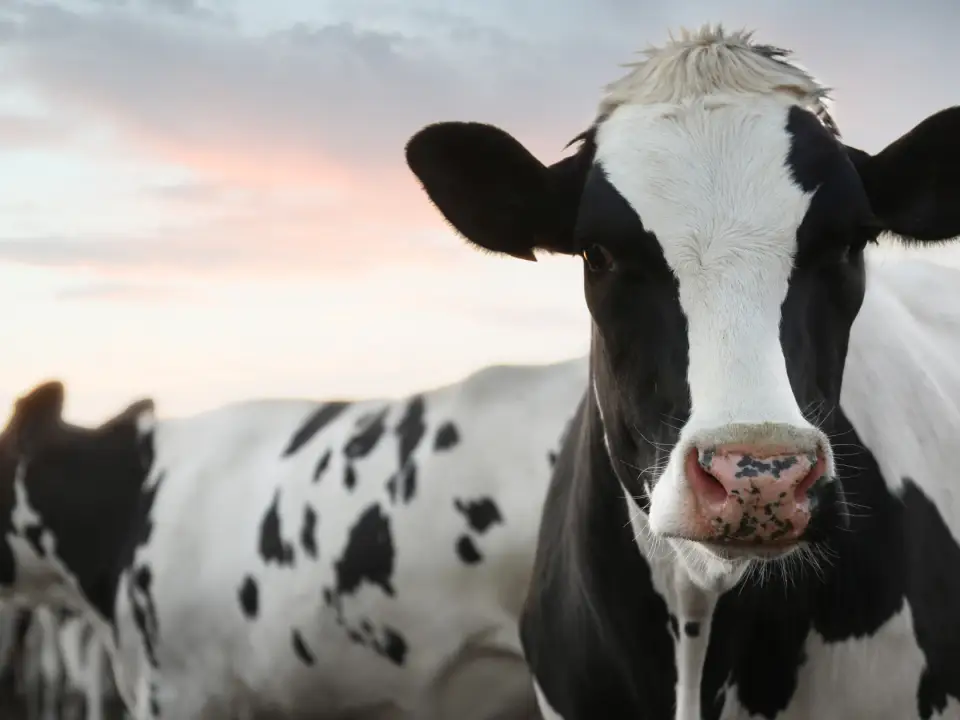 Customer Loyalty Programmes for your farm diversification