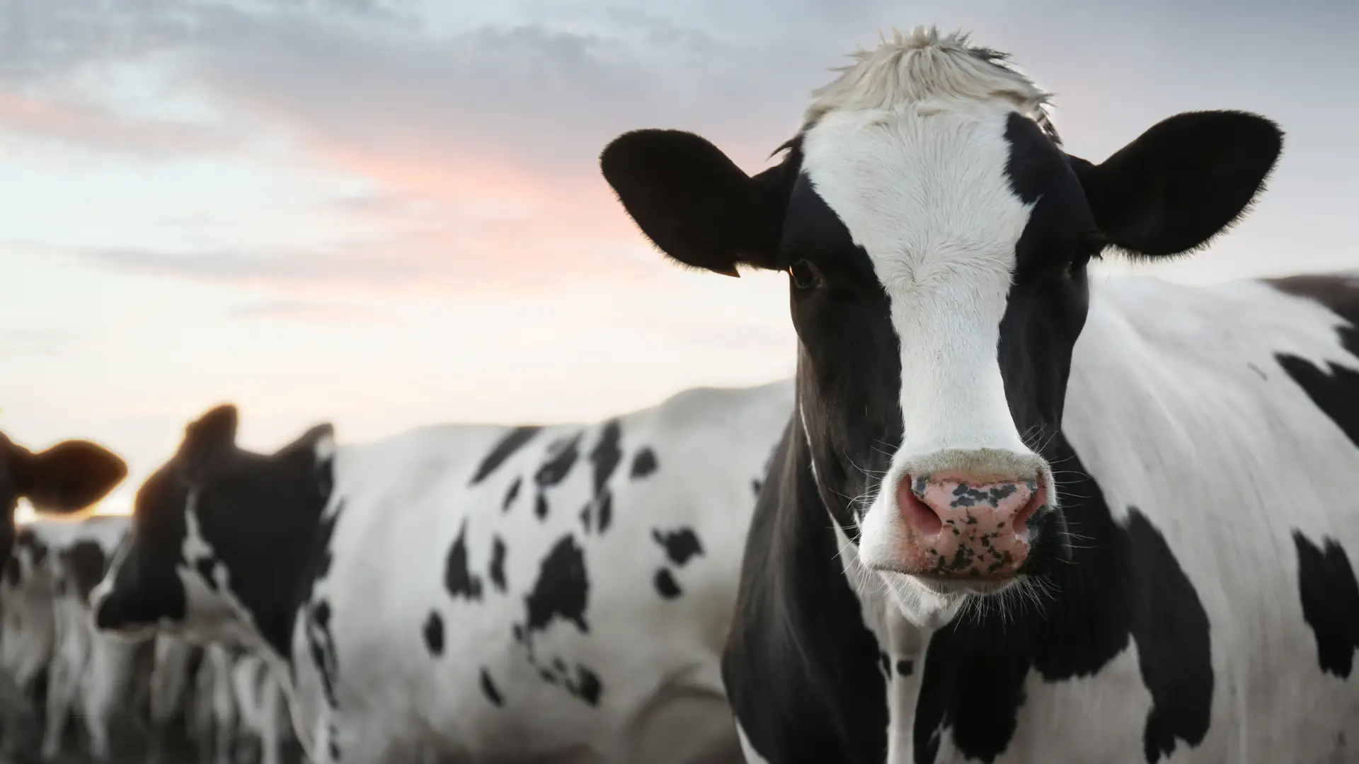 Customer Loyalty Programmes for your farm diversification