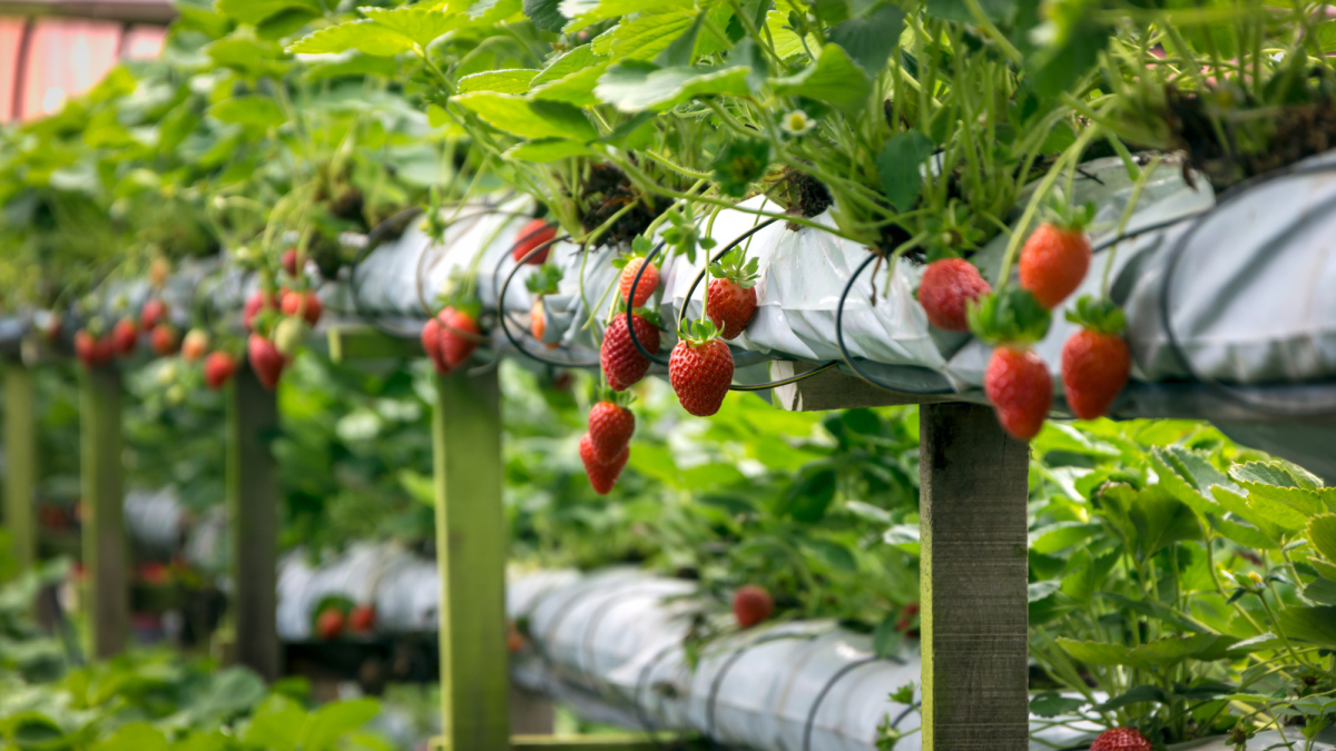 farm business branding, creating a style guide for fruit farm
