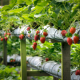 farm business branding, creating a style guide for fruit farm