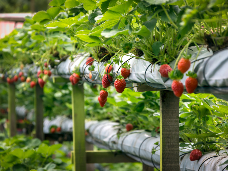 farm business branding, creating a style guide for fruit farm