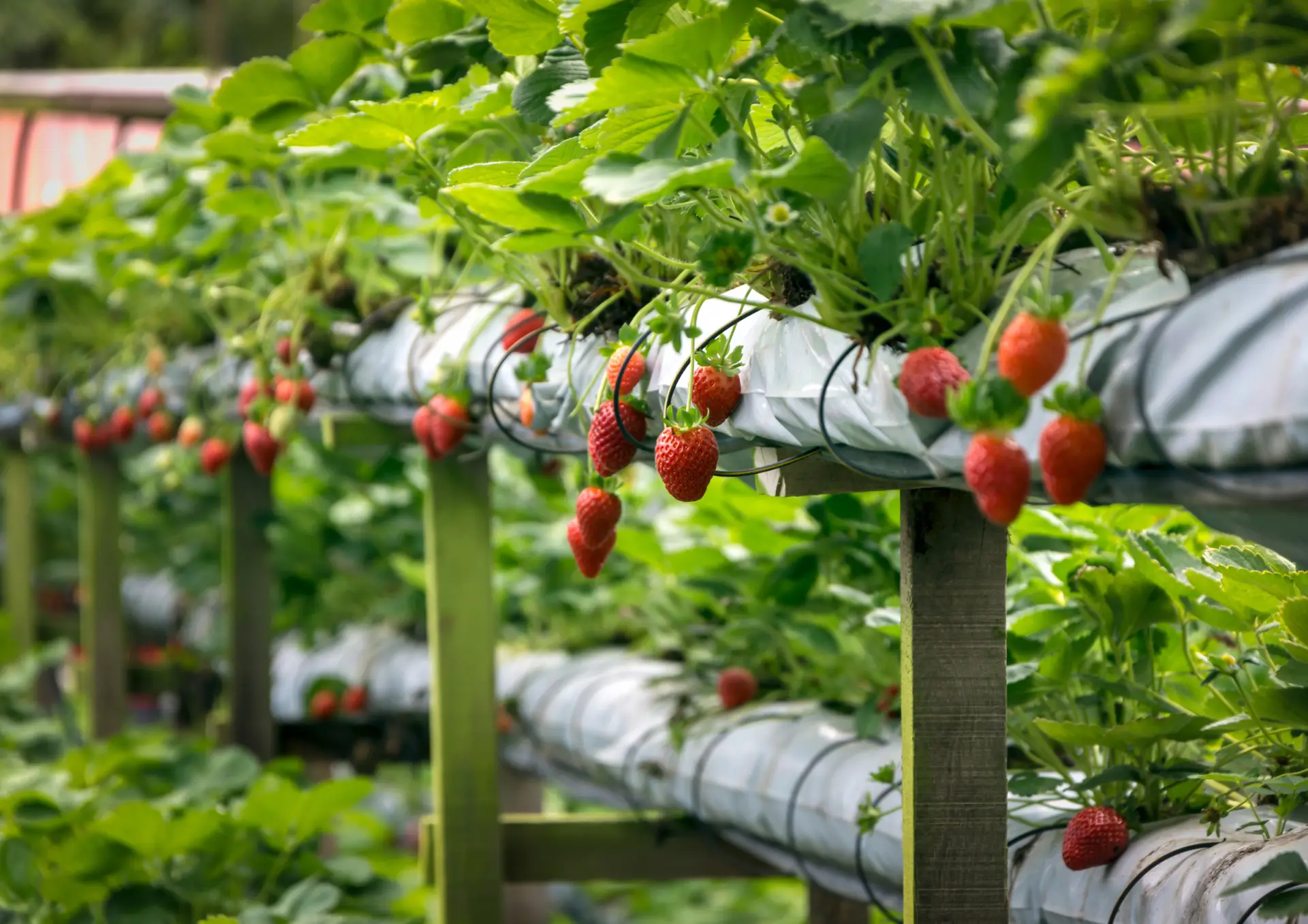 farm business branding, creating a style guide for fruit farm