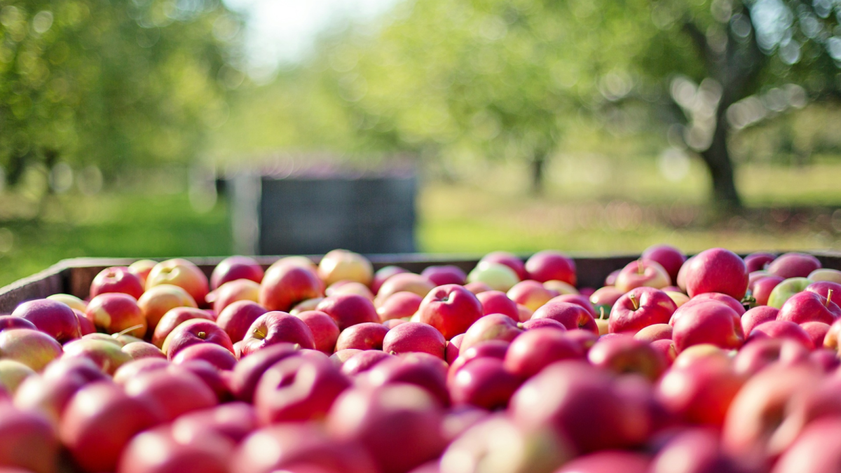 Pricing strategies for farm products such as cider in orchards