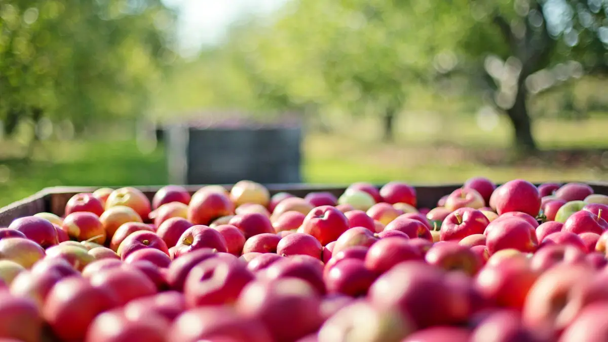 Pricing strategies for farm products such as cider in orchards