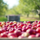 Pricing strategies for farm products such as cider in orchards