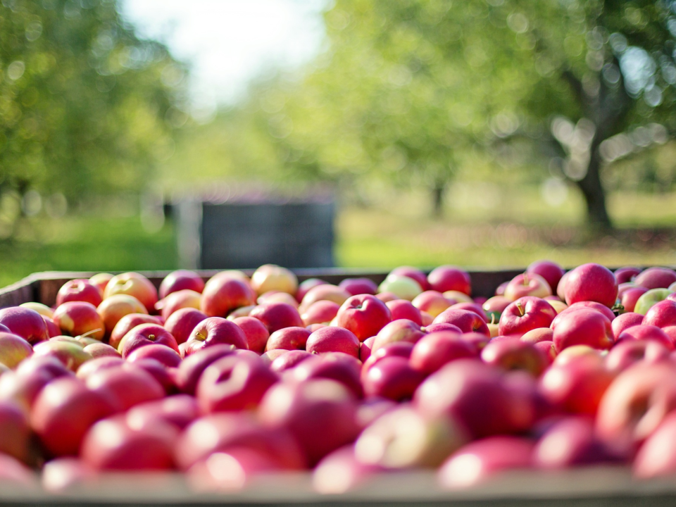Pricing strategies for farm products such as cider in orchards