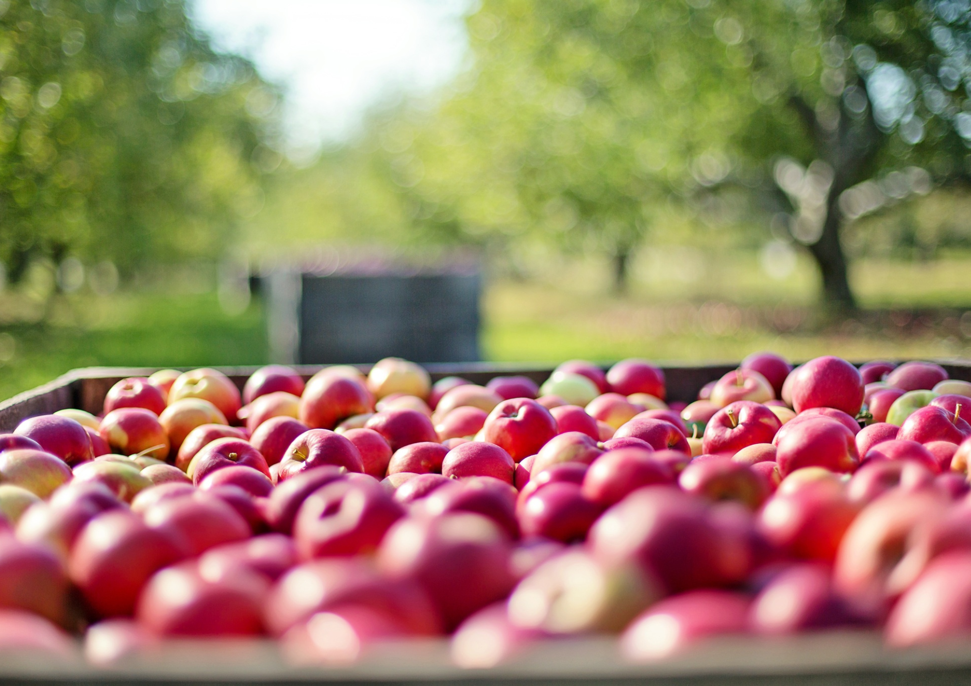 Pricing strategies for farm products such as cider in orchards