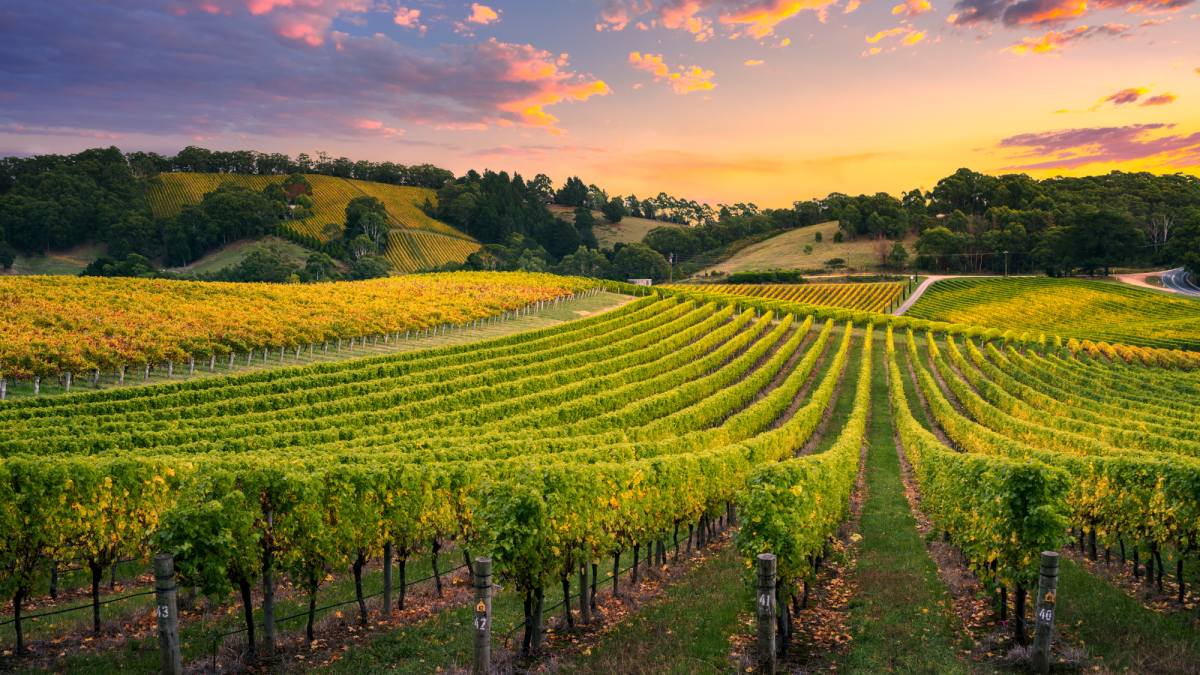 Marketing Strategy for vineyards and orchards