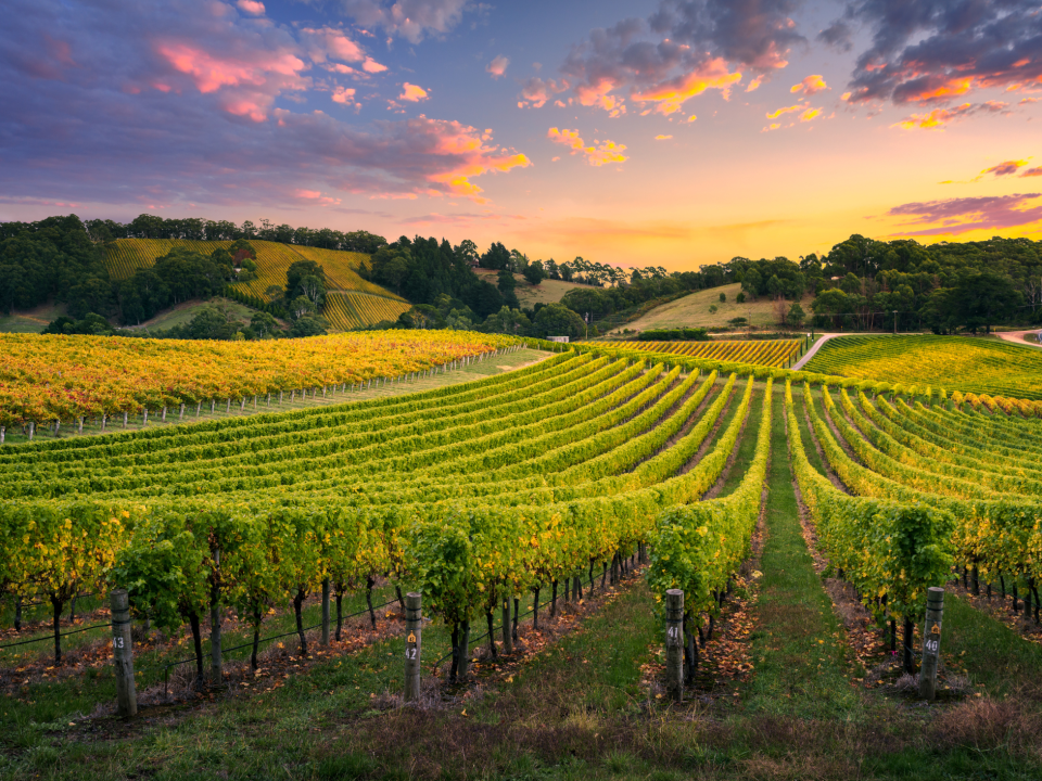 Marketing Strategy for vineyards and orchards