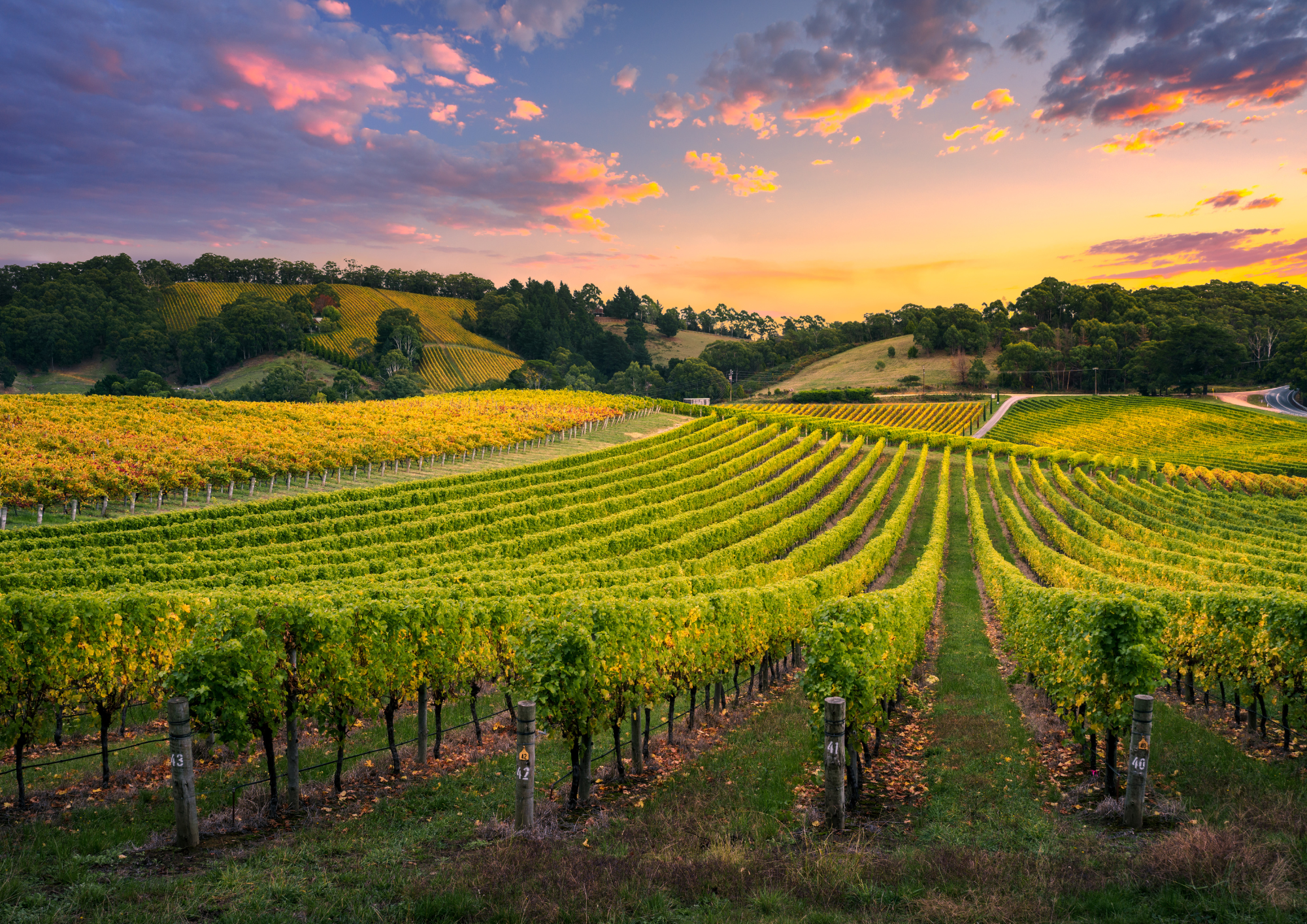 Marketing Strategy for vineyards and orchards