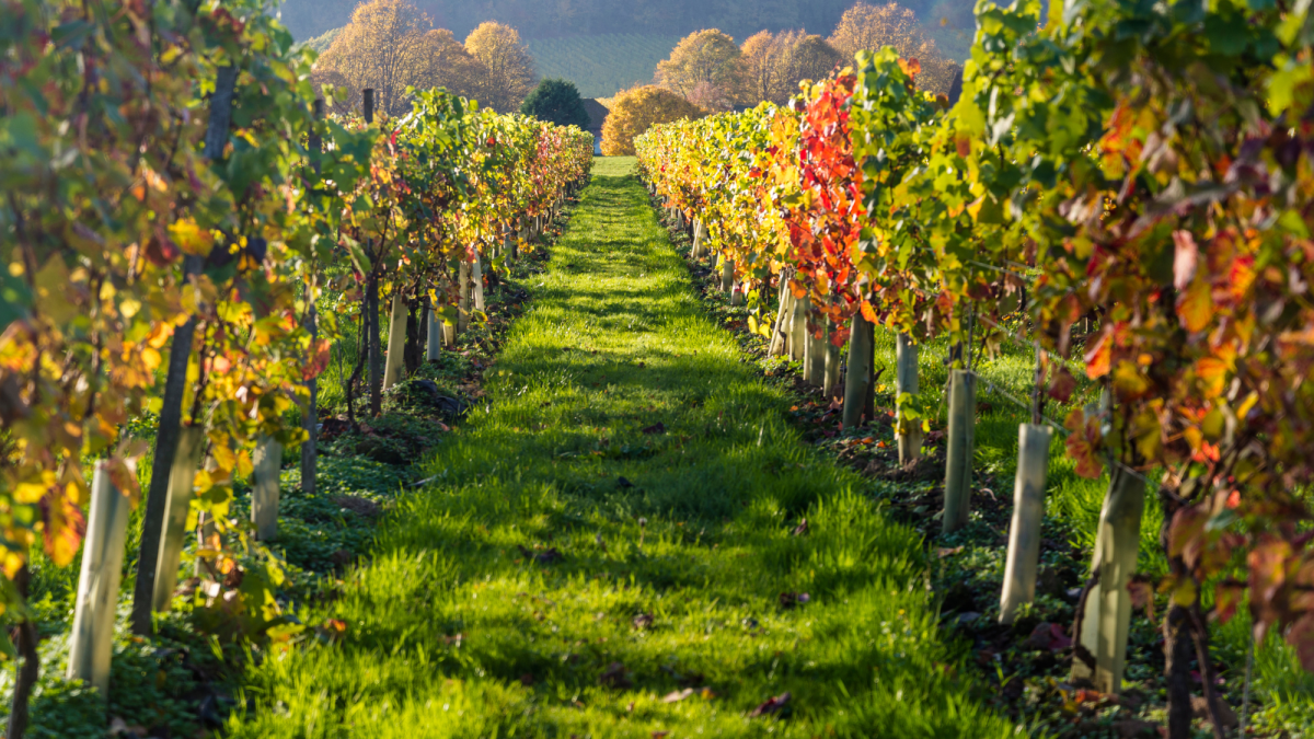 Collaborating with Other Businesses to Cross-Promote Your Farm Diversification or vineyard