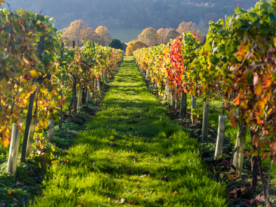 Collaborating with Other Businesses to Cross-Promote Your Farm Diversification or vineyard
