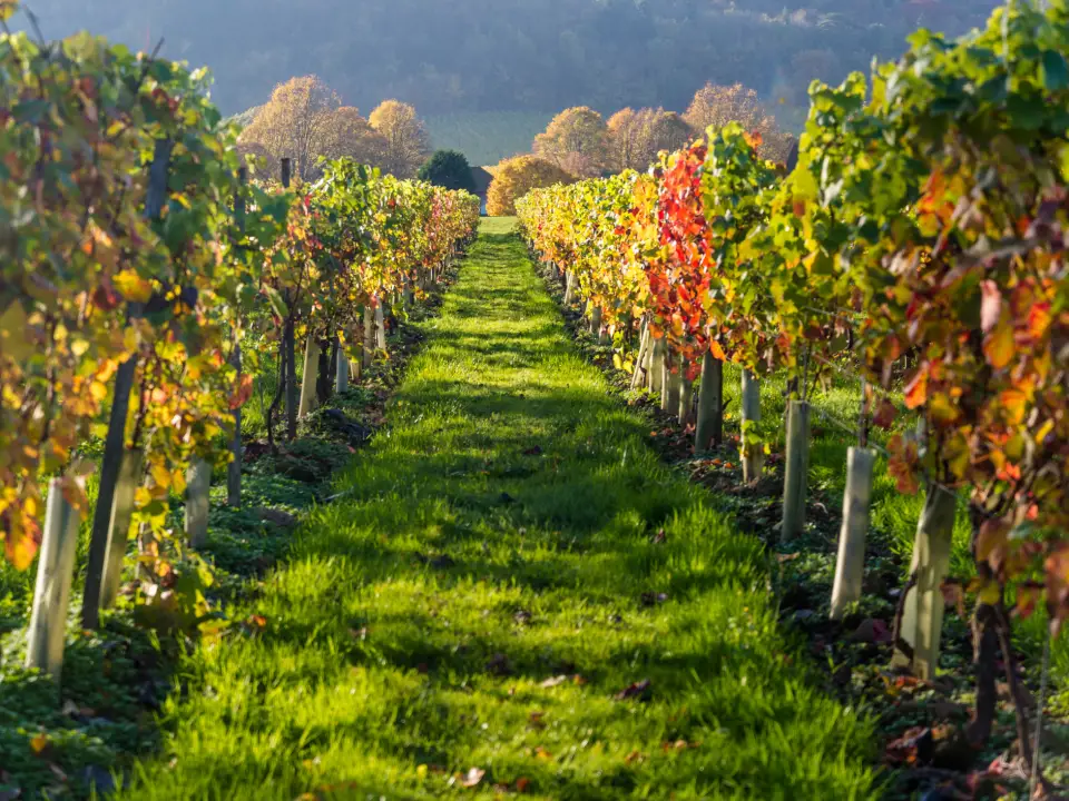 Collaborating with Other Businesses to Cross-Promote Your Farm Diversification or vineyard