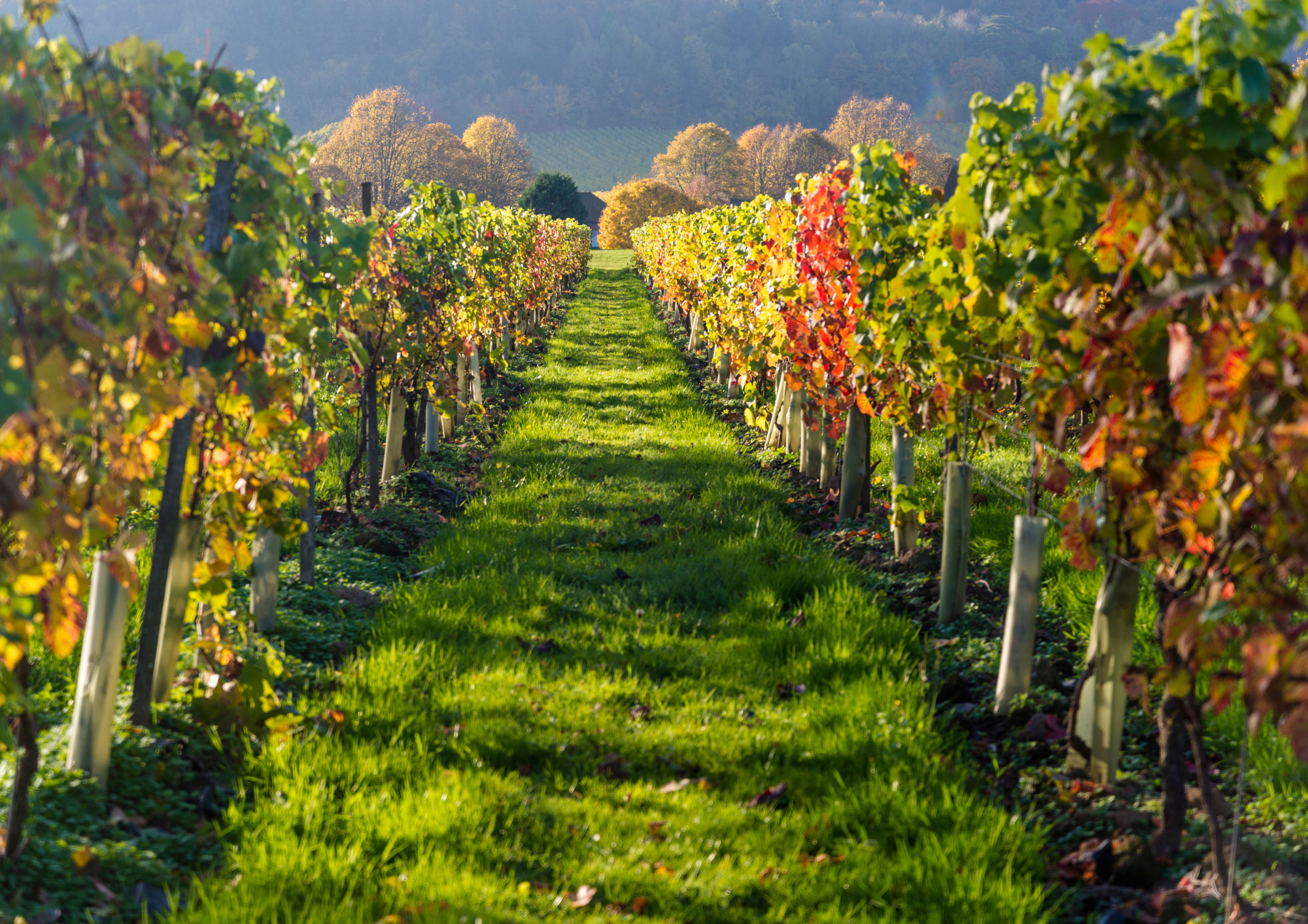 Collaborating with Other Businesses to Cross-Promote Your Farm Diversification or vineyard